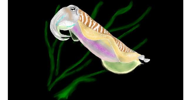 Drawing of Cuttlefish by Pinky