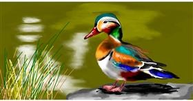 Drawing of Duck by Eclat de Lune