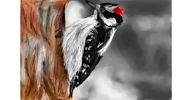 Drawing of Woodpecker by Mia