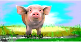 Drawing of Pig by Swimmer