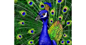 Drawing of Peacock by Cec