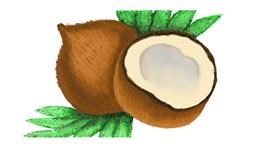 Drawing of Coconut by Amy
