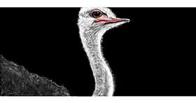 Strauss-Zeichnung von Chaching