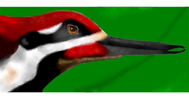 Drawing of Woodpecker by Oli