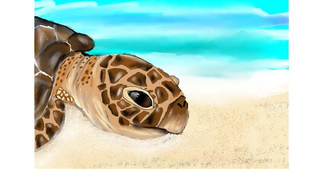 Drawing of Sea turtle by Randar