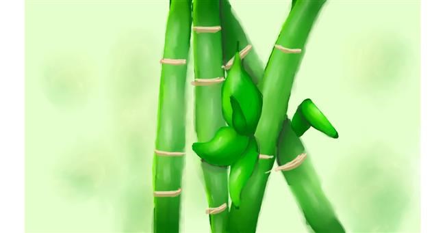 Drawing of Bamboo by Solin