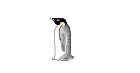 Drawing of Penguin by coconut