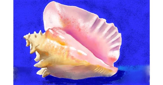 Drawing of Seashell by GJP