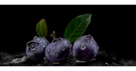 Drawing of Blueberry by Çhåching