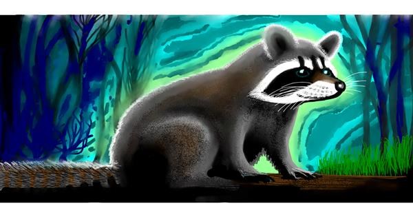 Drawing of Raccoon by Sumafela - Drawize Gallery!