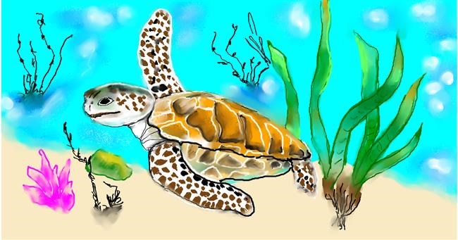 Drawing of Tortoise by Maggy