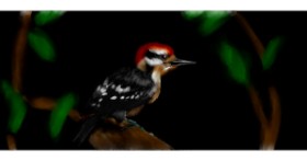 Drawing of Woodpecker by Annie