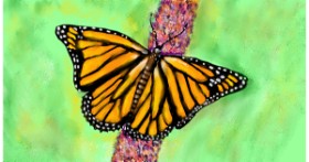 Drawing of Butterfly by SAM AKA MARGARET 🙄
