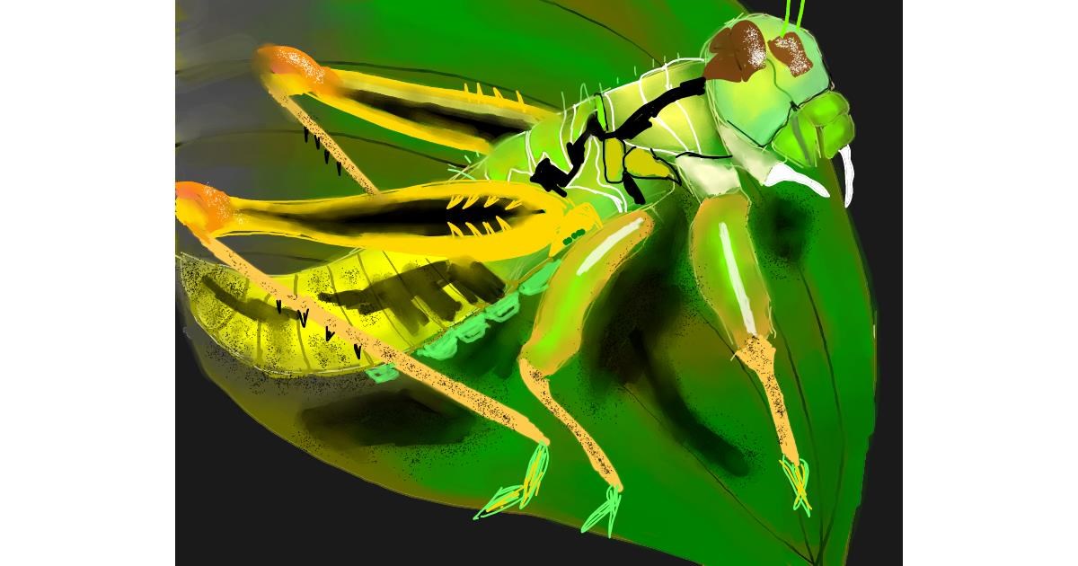 Drawing of Grasshopper by Yashi 🐢