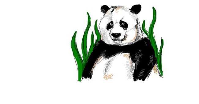 Drawing of Panda by Bob