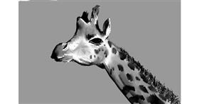 Drawing of Giraffe by Rak