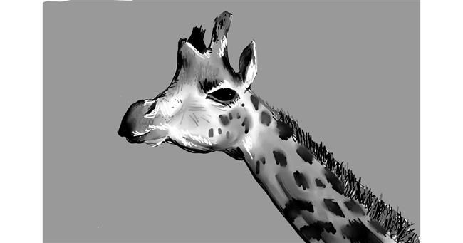Drawing of Giraffe by Rak