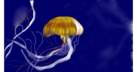Drawing of Jellyfish by Çhåching