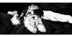 Pas - autor: Chaching