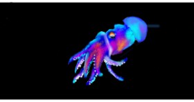 Drawing of Cuttlefish by Red Fox