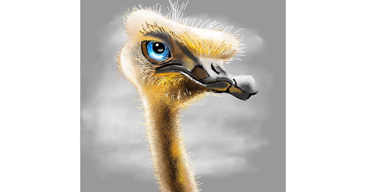 Drawing of Ostrich by Claria