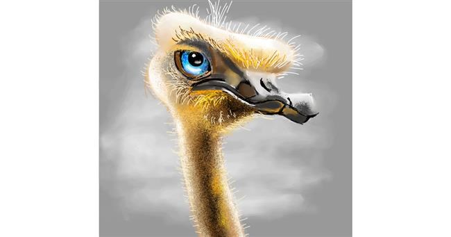Drawing of Ostrich by Clar