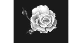 Drawing of Flower by Cec