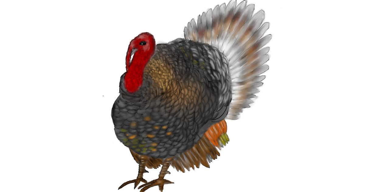 Drawing of Turkey by Jan