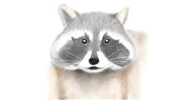 Drawing of Raccoon by Um