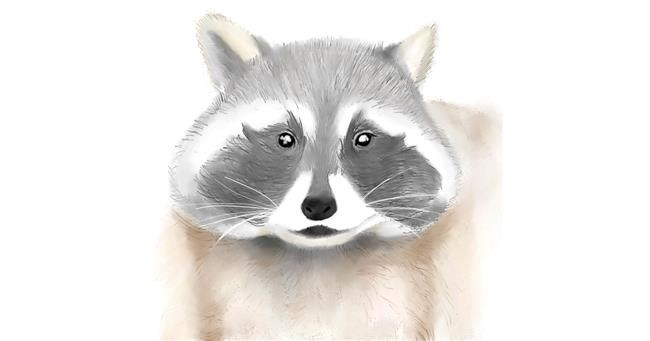 Drawing of Raccoon by Um