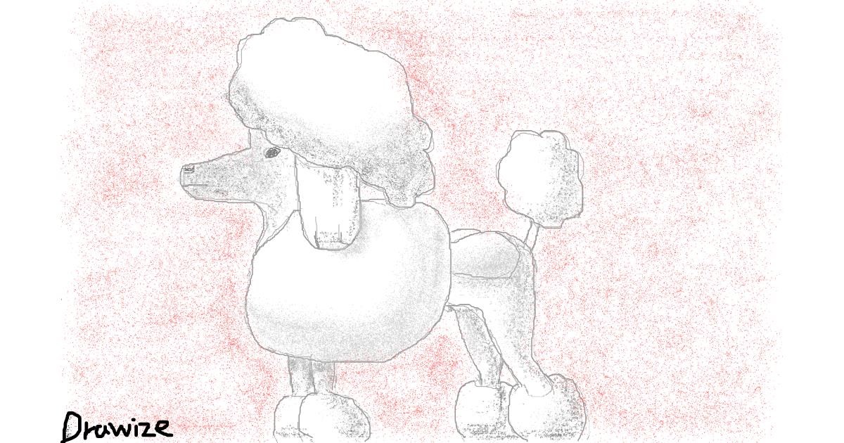 Drawing of Poodle by cottoncloud7