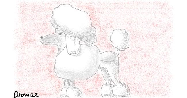 Drawing of Poodle by cottoncloud7