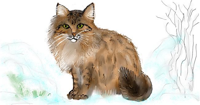 Katze-Zeichnung von Maggy