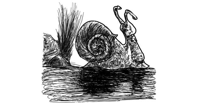 Drawing of Snail by Dettale