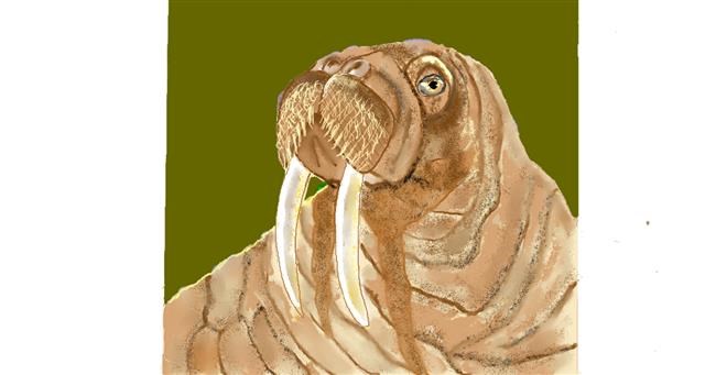 Drawing of Walrus by GJP