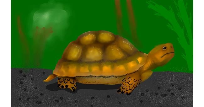 Drawing of Tortoise by No Face