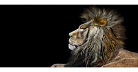 Drawing of Lion by Çhåching