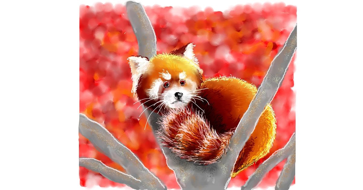 Drawing of Red Panda by DaVinky