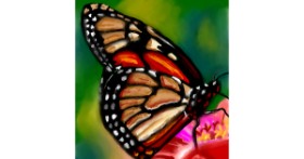 Drawing of Butterfly by ⋆su⋆vinci彡