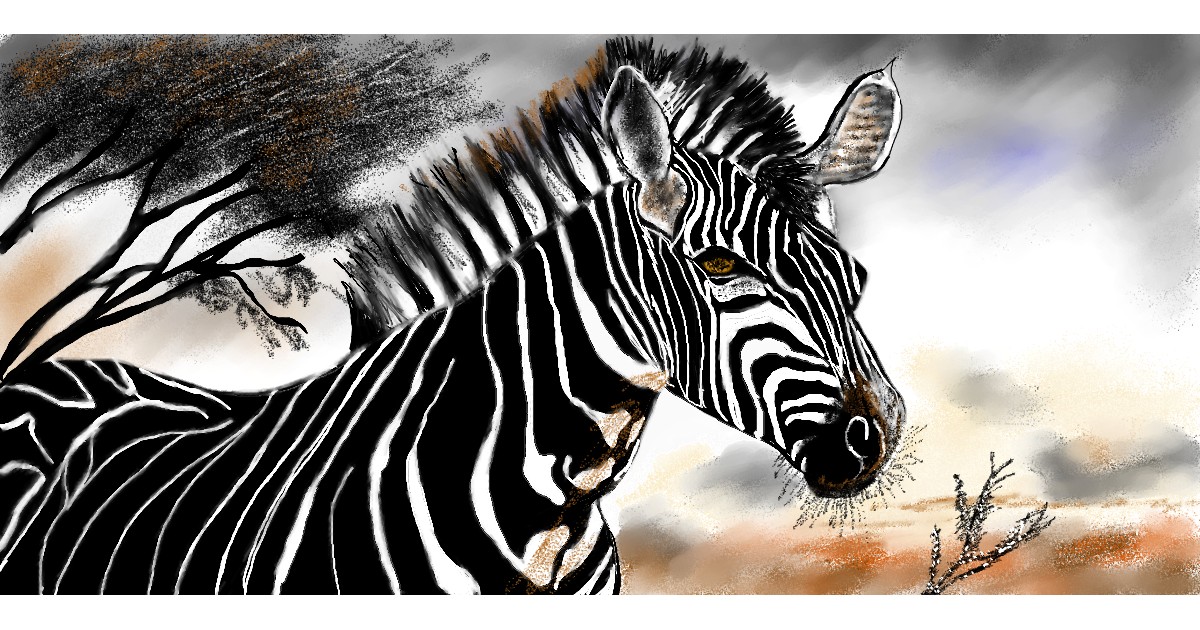 Zebra Drawing - Gallery and How to Draw Videos!