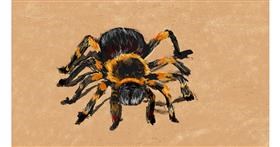 Drawing of Spider by Una persona