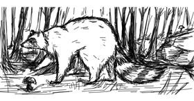Drawing of Raccoon by yakhan