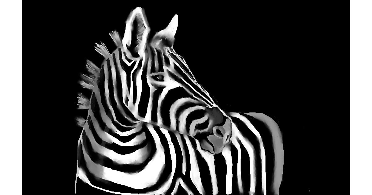 Drawing of Zebra by Tim