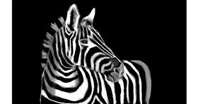 Drawing of Zebra by Tim