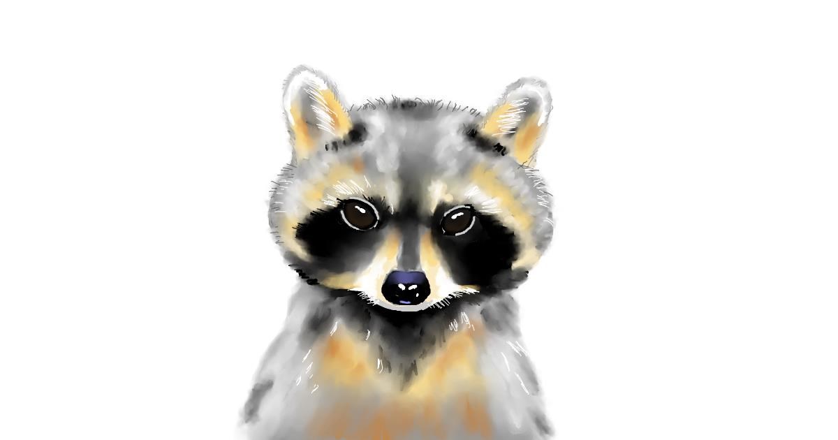 Drawing of Raccoon by Cec