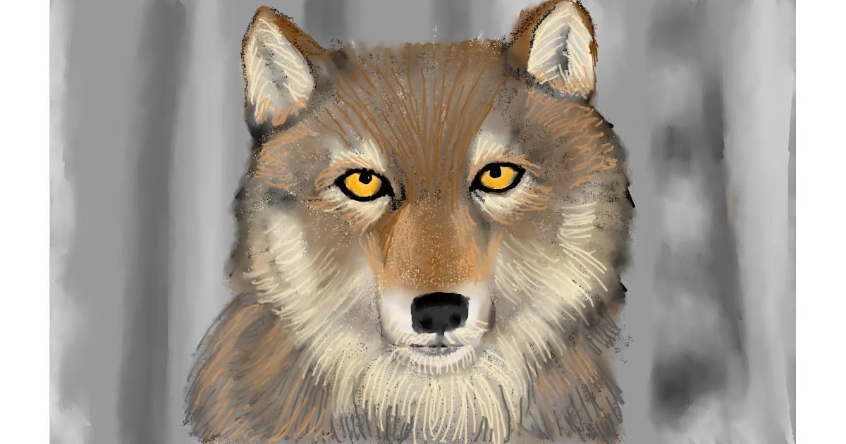 Drawing of Wolf by Tim