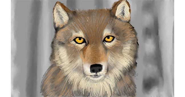 Drawing of Wolf by Tim