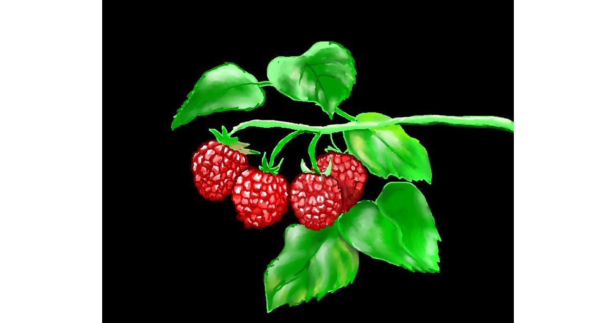 Drawing of Raspberry by Cec