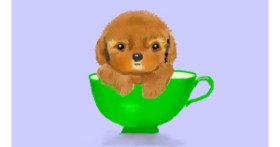 Drawing of Poodle by Pinky