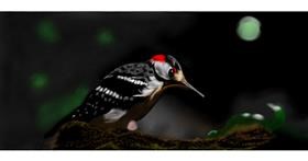 Drawing of Woodpecker by Chaching